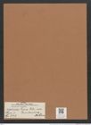 Navicula lyra var. australica A.Schum. (de-Toni-Nr.: Genus 1, Species 327) Zeichnungen Sammlung Grunow Mappe 00281 (Herbarium_W_Grunow_drawings_Folder_00281)